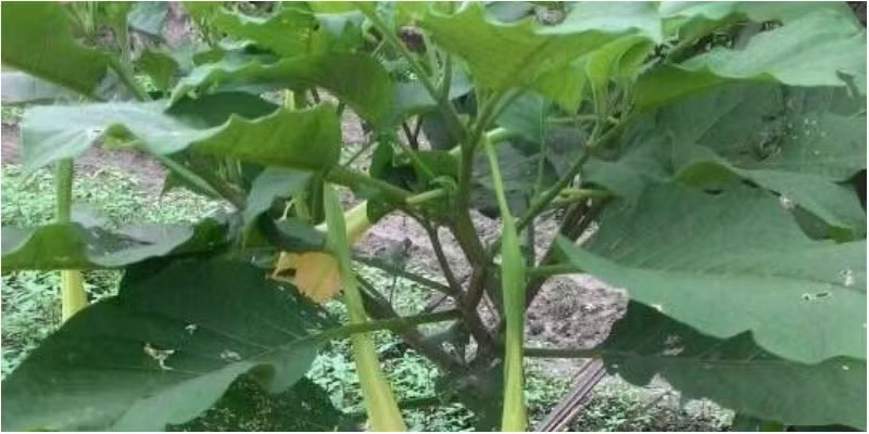 Tuy nhiên, nếu bạn ăn sống hoặc trần hoa chuông sẽ rất dễ nhiễm Spocolamin - gây ảo giác. Do đó, bạn nên lưu ý để tránh nhầm lẫn hoa chuông với rau đắng khi chọn mua các loại rau ăn lẩu. Ảnh: tgdd.