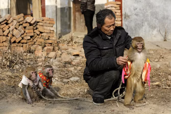Người huấn luyện đang mặc trang phục biểu diễn cho chú khỉ ở làng Baowan, tỉnh Hà Nam ngày 3/2/2016.