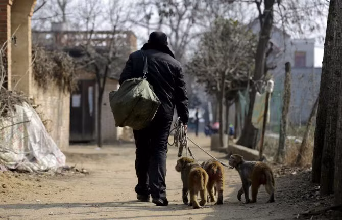 Ông Zhang Zhijie dắt 3 chú khỉ trở về nhà sau màn biểu diễn xiếc ngày 3/2.