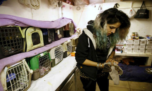  Cô gái Israel kỳ lạ có tên Nora Lifschitz, 28 tuổi, đang điều trị cho một chú dơi quả Ai Cập bị thương trong nhà của cô ở thủ đô Tel Aviv ngày 22/2/2016.