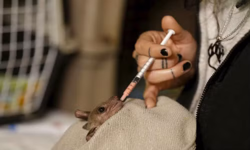 Nora nhẹ nhàng cho dơi ăn.