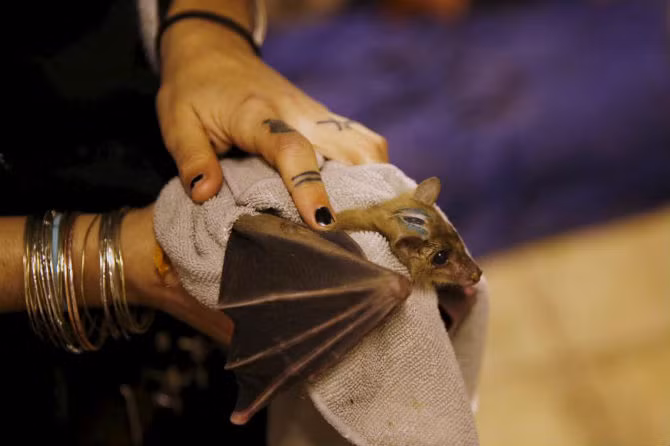 Nora ủ ấm cho một chú dơi quả.