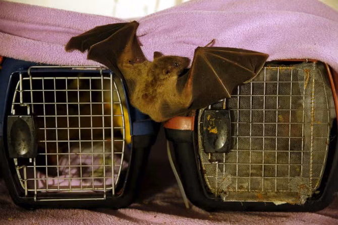 Một chú dơi bị thương đậu trên chiếc lồng trong nhà của Nora.