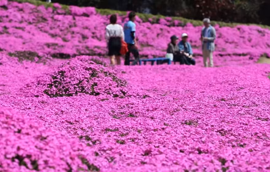 Và sau đó, ông bắt đầu trồng hoa.