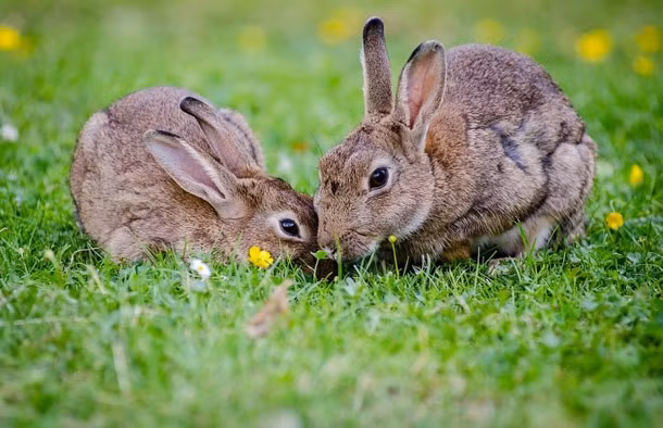 12 ly do khien Nhat Ban dac biet nhat the gioi-Hinh-2