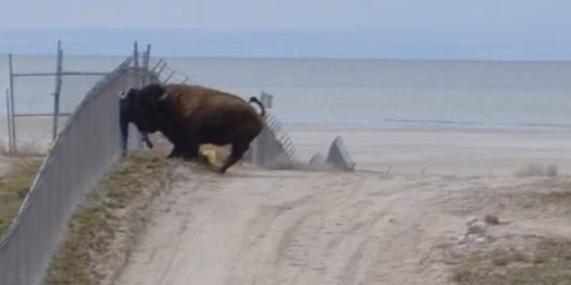 Khi đến thăm sở thú ở đảo Antelope, bang Utah (Mỹ), một người đàn ông đã bị con bò rừng Bắc Mỹ nặng hơn 680 kg tấn công. Nó liên tục húc người đàn ông vào hàng rào. Nhưng thật may mắn, nạn nhân vẫn sống sót.