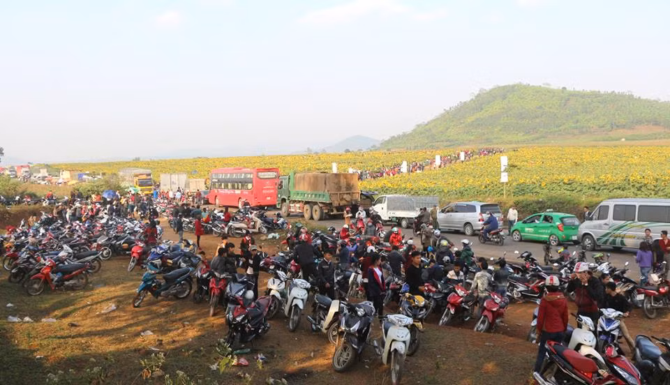 Hoa hướng dương Nghệ An có 2 đợt nở trong năm, đó là thời điểm cuối tháng 3 và đầu tháng 12.