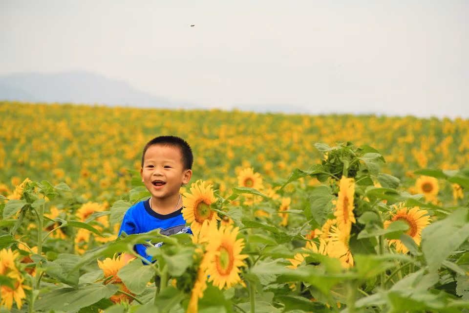 Thời điểm đẹp nhất của mùa hoa hướng dương này là từ 28/3 đến 10/4. Sau thời điểm đó hoa sẽ kết hạt và trĩu xuống nên sẽ không còn đẹp nữa.