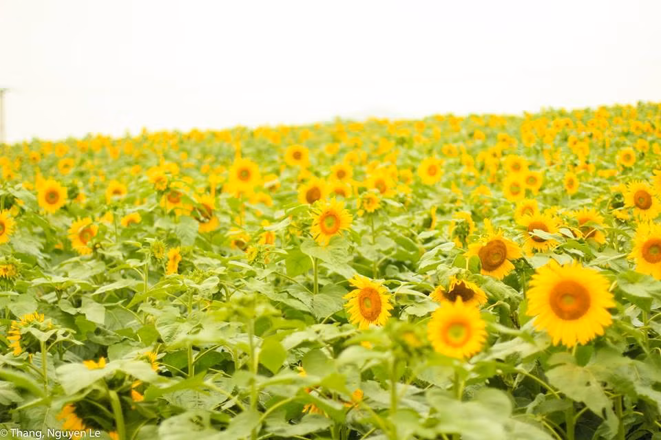 Theo cập nhật từ một số dân phượt, người dân địa phương, hoa hướng dương Nghĩa Đàn, Nghệ An đã bắt đầu nở từ ngày 23-24/3. Đây được xem là thời điểm hoa hướng dương nở đẹp nhất trong năm.