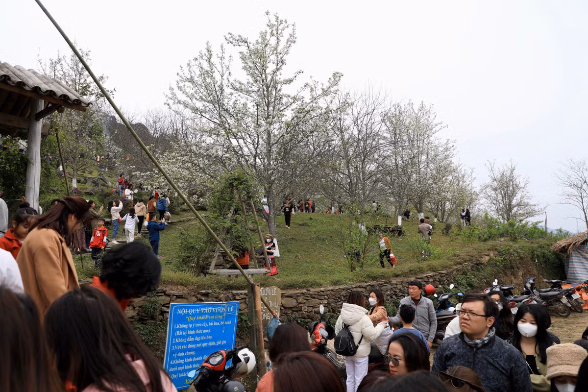 Hàng nghìn cây lê tại xã Hồng Thái, huyện Na Hang, tỉnh Tuyên Quang đang đua nhau bung nở, hoa trắng như tuyết, thu hút rất đông người dân và du khách tới chiêm ngưỡng, chụp hình.