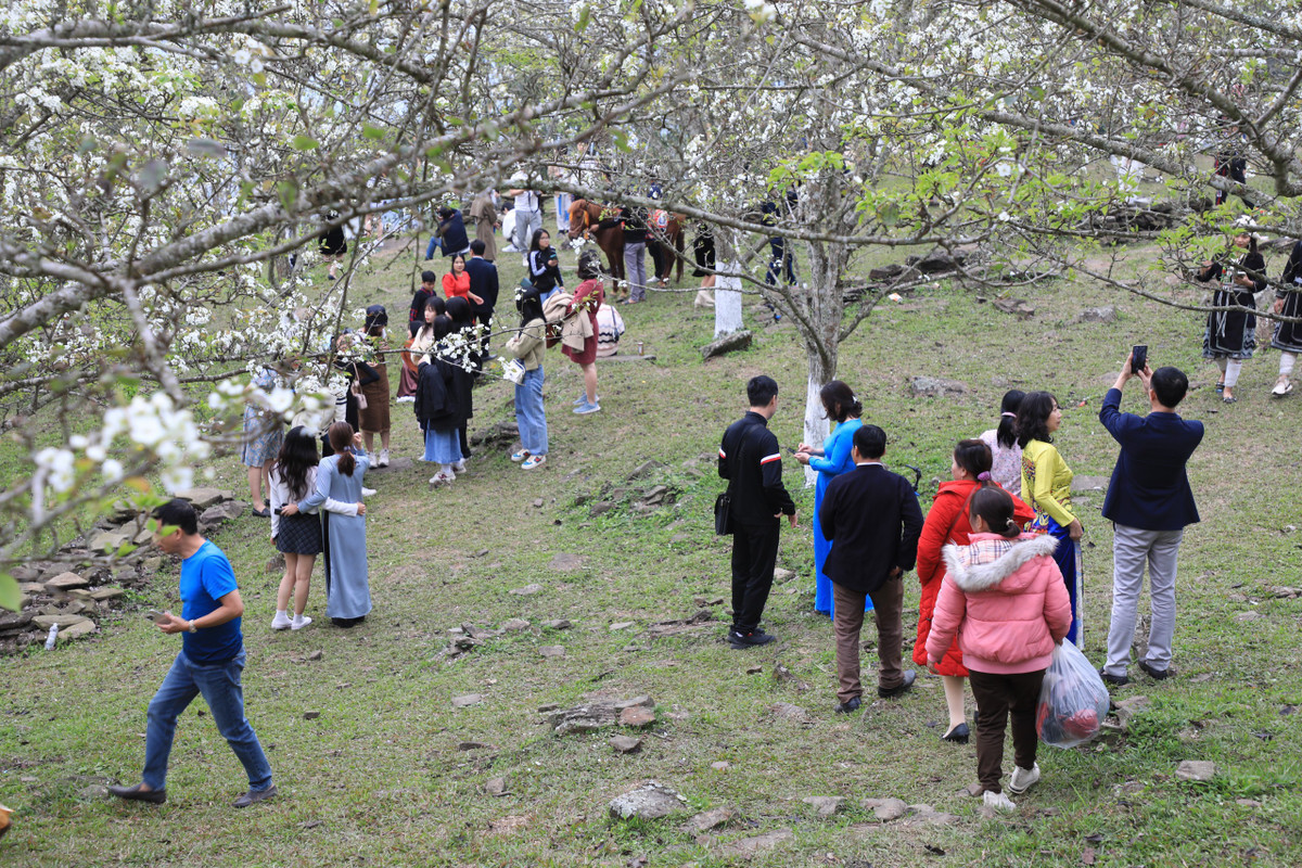 Được biết, cả xã Hồng Thái hiện có 91ha cây lê với 164 hộ trồng. Hộ trồng nhiều vài trăm gốc, hộ ít cũng vài chục gốc nằm rải rác ở 7 thôn, song nhiều nhất ở thôn Khau Tràng.