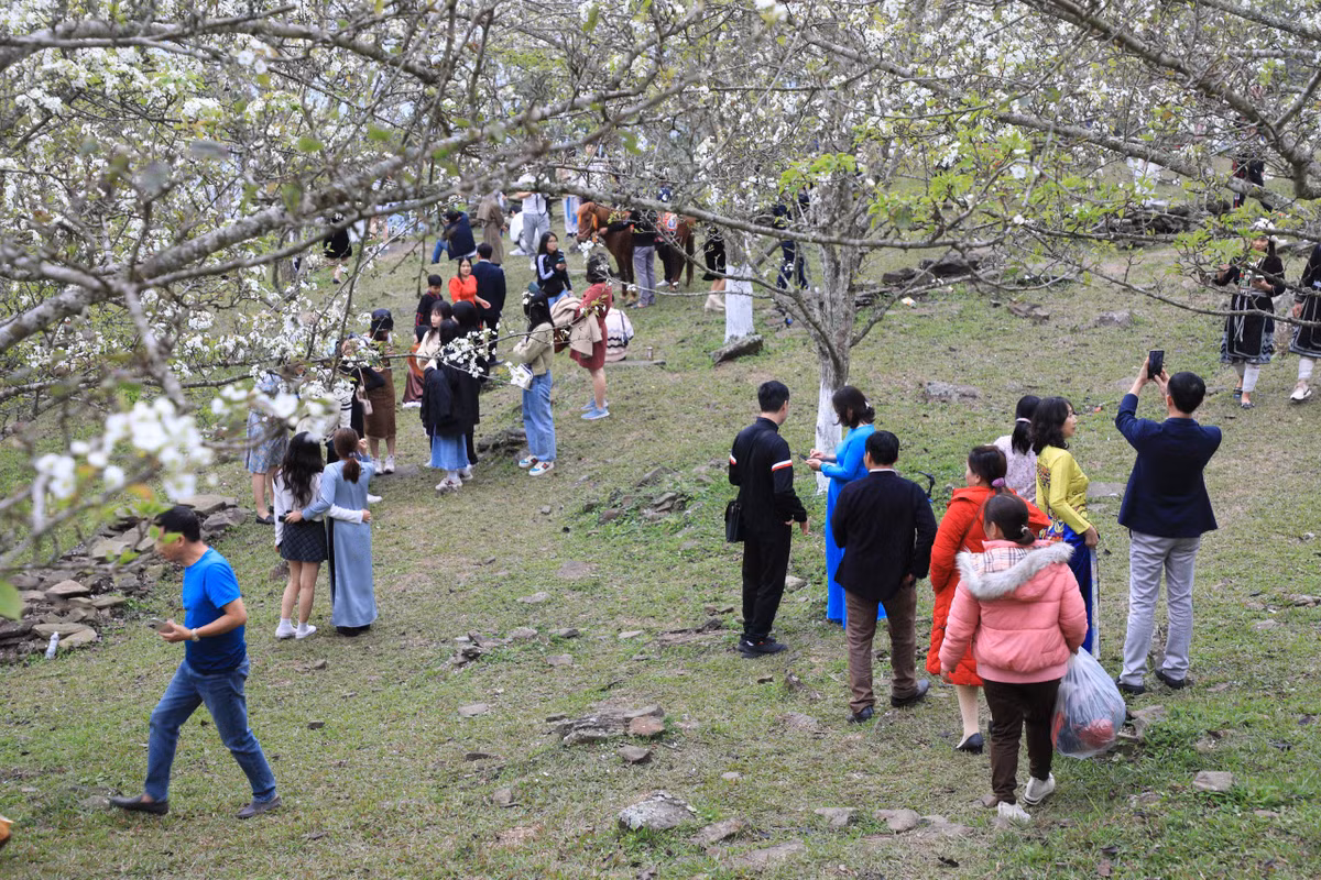 Được biết, cả xã Hồng Thái hiện có 91ha cây lê với 164 hộ trồng. Hộ trồng nhiều vài trăm gốc, hộ ít cũng vài chục gốc nằm rải rác ở 7 thôn, song nhiều nhất ở thôn Khau Tràng.