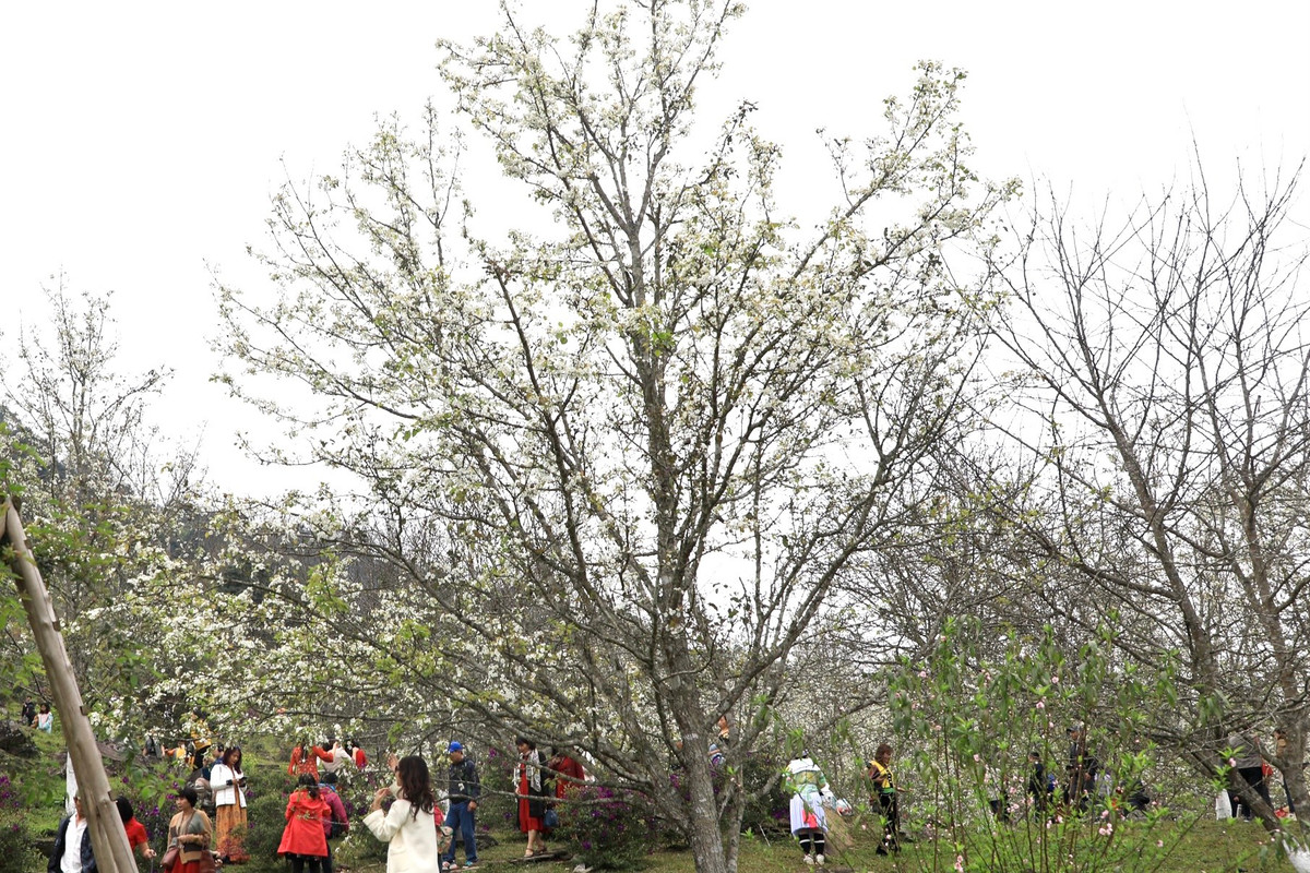 Hàng nghìn cây lê mọc thành hàng, san sát nhau, khiến cả thung lũng như khoác lên mình tấm áo bông tuyệt đẹp được thêu dệt bởi những bông lê trắng tinh khôi.