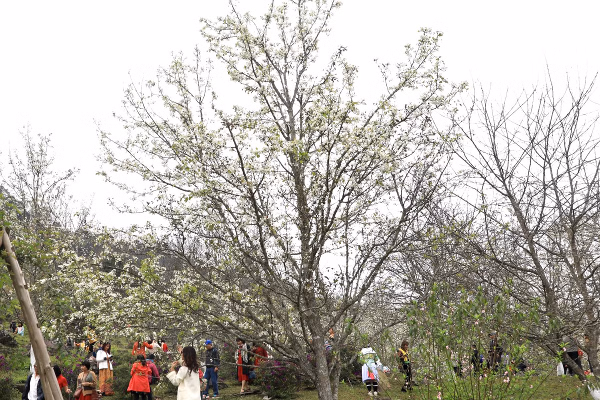 Hàng nghìn cây lê mọc thành hàng, san sát nhau, khiến cả thung lũng như khoác lên mình tấm áo bông tuyệt đẹp được thêu dệt bởi những bông lê trắng tinh khôi.