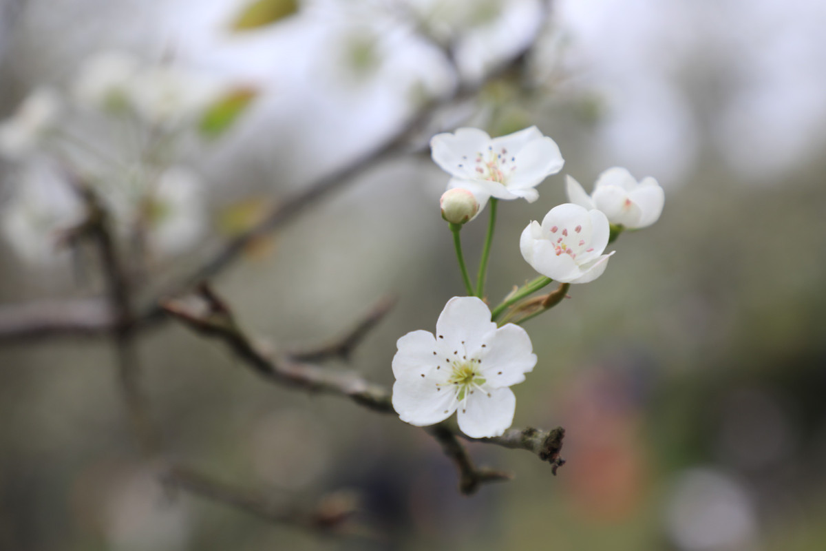 Hoa lê rừng được trồng nhiều ở các tỉnh như Tuyên Quang, Hà Giang, Lạng Sơn, Cao Bằng, Lào Cai… Đặc biệt, hoa lê lâu tàn, hết đợt hoa này lại đến đợt hoa tiếp, rồi đến quả.