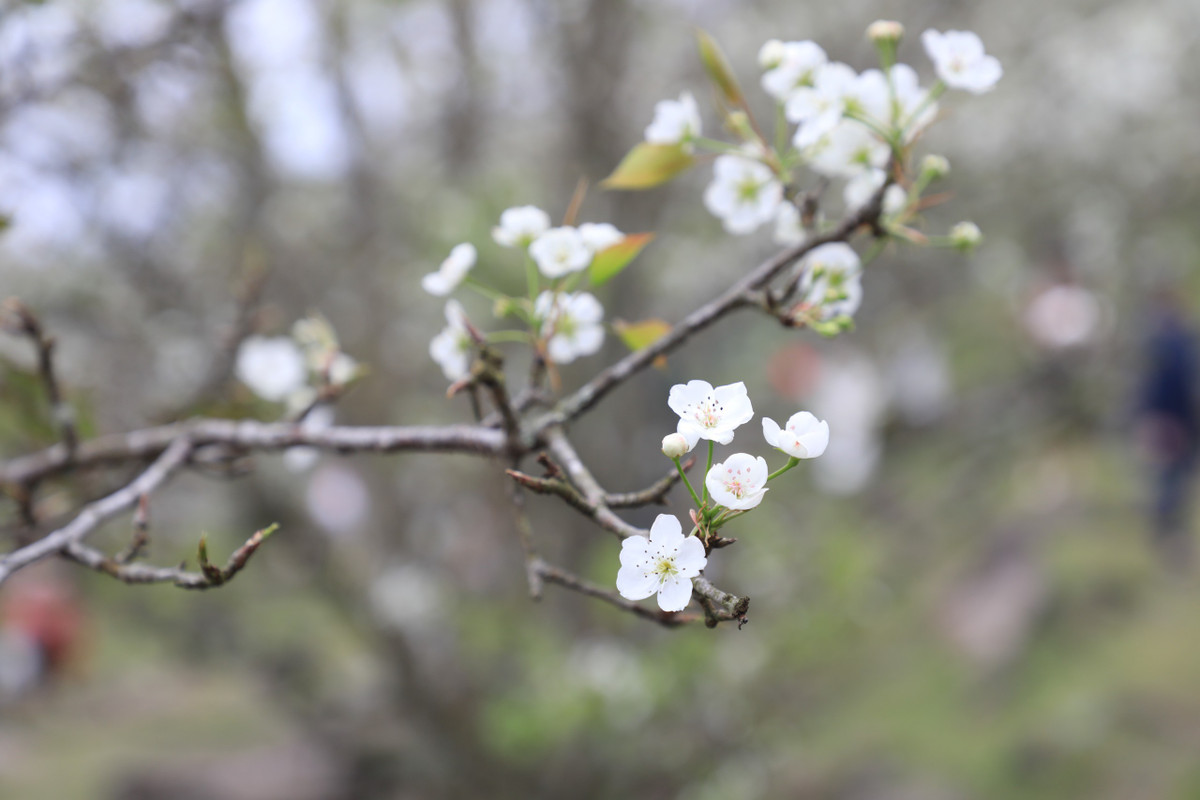 Những bông hoa lê kết với nhau thành chùm, thường nở vào dịp sau Tết Nguyên đán. Hoa có màu trắng tinh khôi, khi nở 5 cánh bật ra từ thân cành xù xì, tạo vẻ đẹp hoang dã mà tinh khiết.