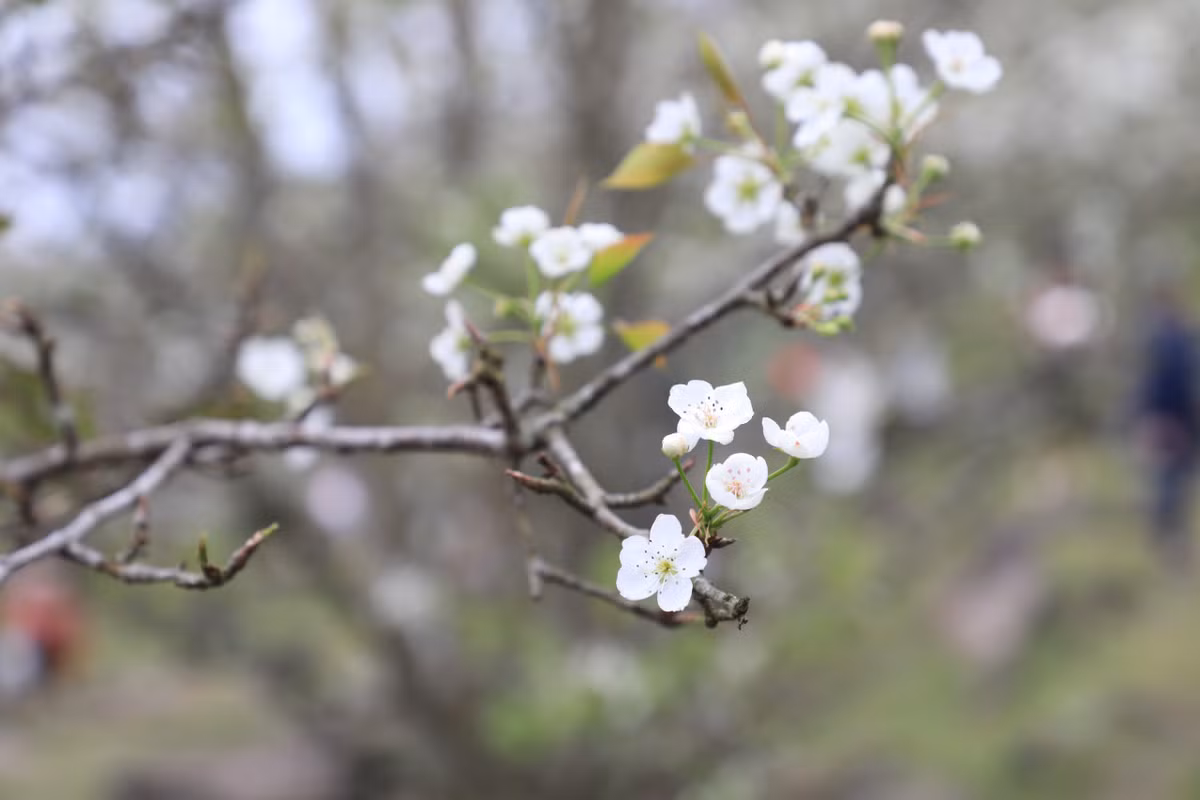 Những bông hoa lê kết với nhau thành chùm, thường nở vào dịp sau Tết Nguyên đán. Hoa có màu trắng tinh khôi, khi nở 5 cánh bật ra từ thân cành xù xì, tạo vẻ đẹp hoang dã mà tinh khiết.