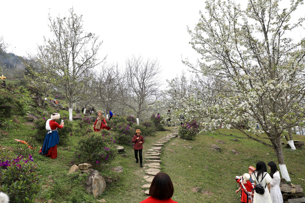 Địa phương này cũng được được xác nhận kỷ lục có tuyến đường hoa lê dài nhất Việt Nam. Hiện hoa lê đang vào mùa nở rộ.