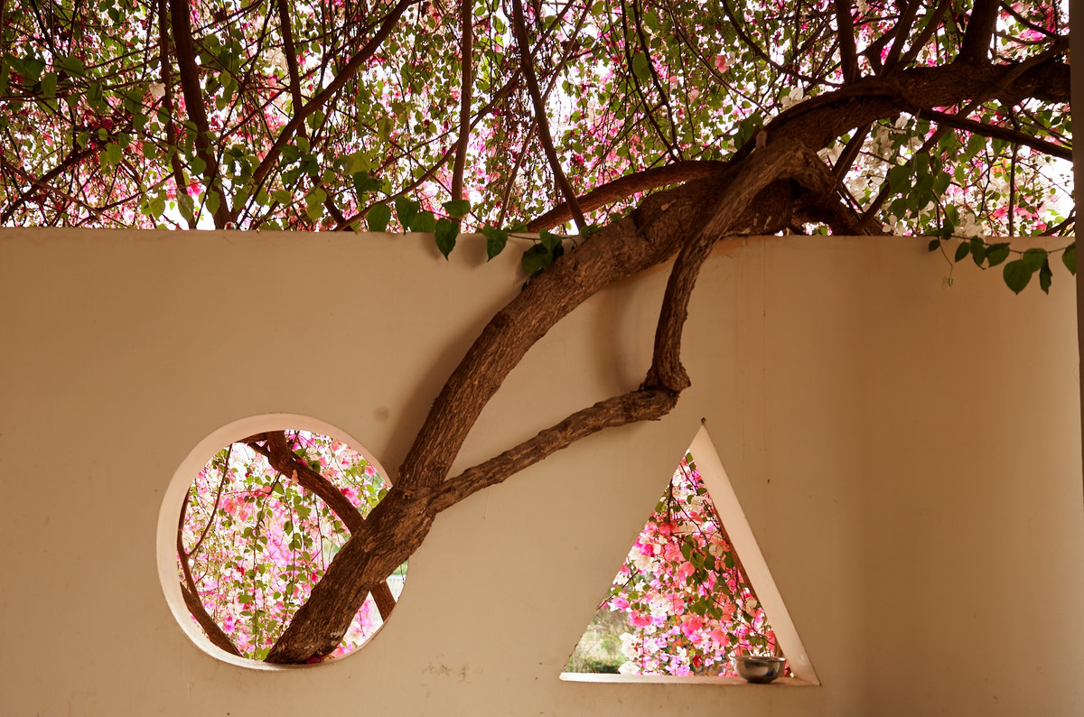 Bà hiệu trưởng cũng cho biết: "Tôi gắn bó với trường từ ngày đầu thành lập, chưa khi nào thấy cây hoa giấy bị sâu bệnh. Phía trong hành lang các lớp học, cành hoa giấy được cắt tỉa thường xuyên nên học sinh có thể vui chơi thoải mái và an toàn. Giàn hoa giấy như một tấm rèm che chắn cho phòng học, mùa hè xanh mát và mùa đông chắn gió nên ấm áp.