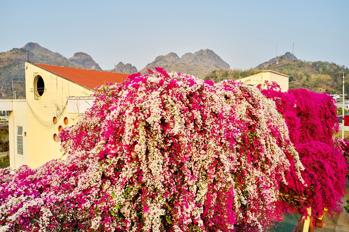Các dãy phòng học được phủ kín bởi giàn hoa giấy màu hồng và trắng tạo nên khung cảnh đẹp mê hồn.