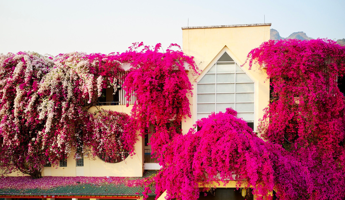 Giàn hoa giấy siêu khủng trổ bông sum suê và uốn lượn đẹp mắt lên tận mái nhà, ước chừng hàng chục mét.