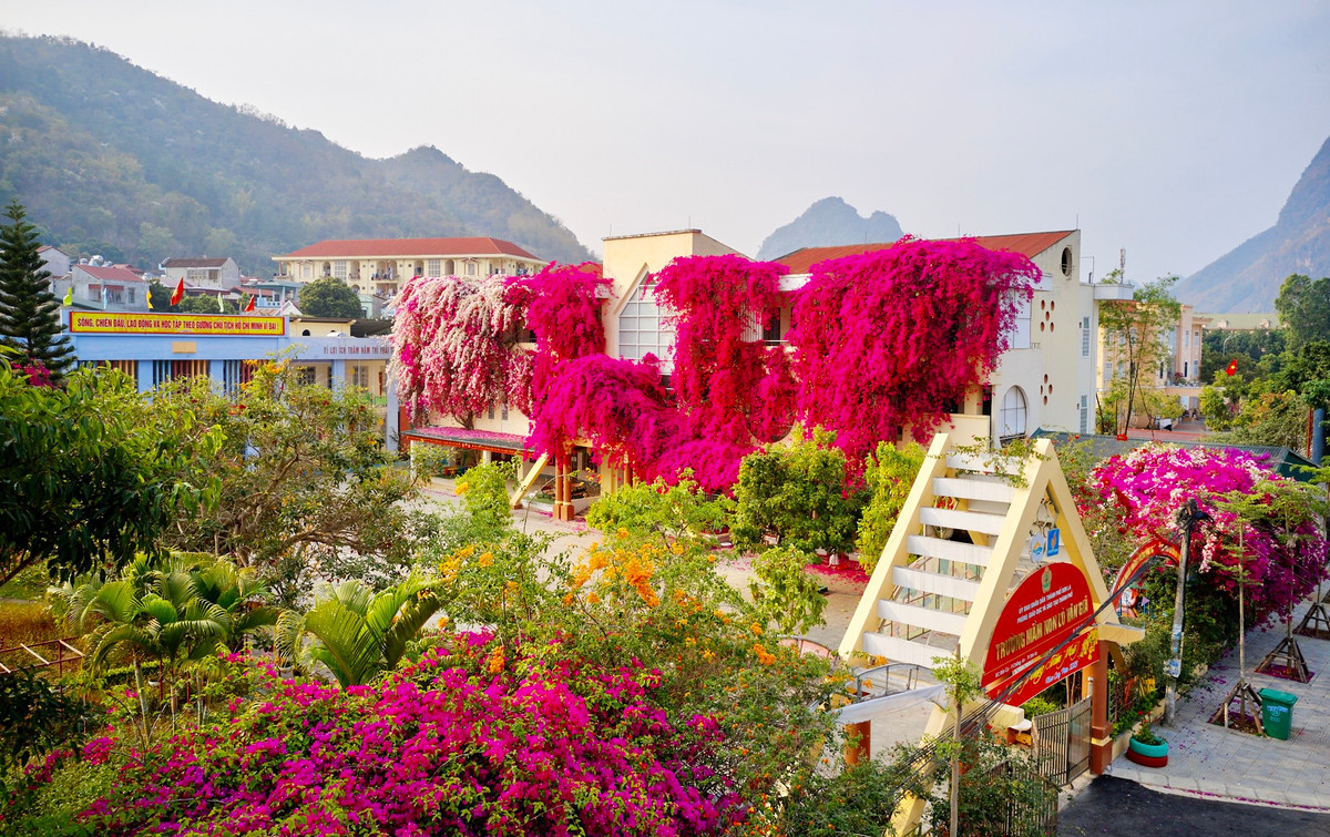 Trao đổi với báo chí, cô giáo Khúc Thị Loan, hiệu trường nhà trường cho biết: Để đảm bảo cảnh quan trường học, mỗi năm nhà trường đều tiến hành cắt tỉa cây. Việc này vừa để cho cây hoa giấy ra nhiều cành non sẽ cho nhiều hoa, vừa để đảm bảo an toàn cho học sinh.