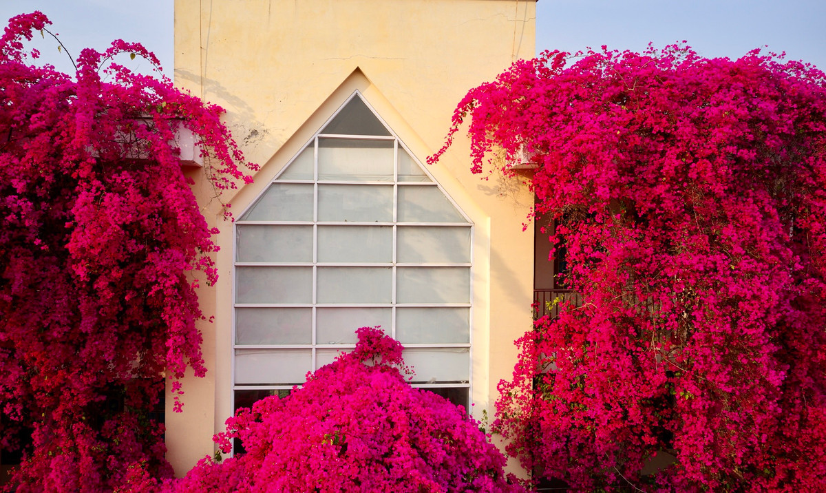 Những gốc hoa giấy được trồng từ ngày đầu tiên thành lập trường năm 2012, tới nay đã chứng kiến biết bao lớp học sinh khôn lớn trưởng thành.