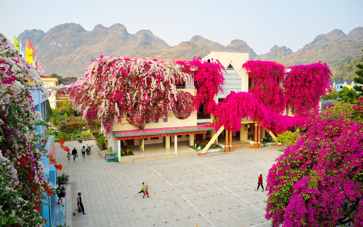 Những giàn hoa giấy nở rộ giữa cảnh núi non đại ngàn tạo lên khung cảnh đẹp như một bức tranh vẽ.