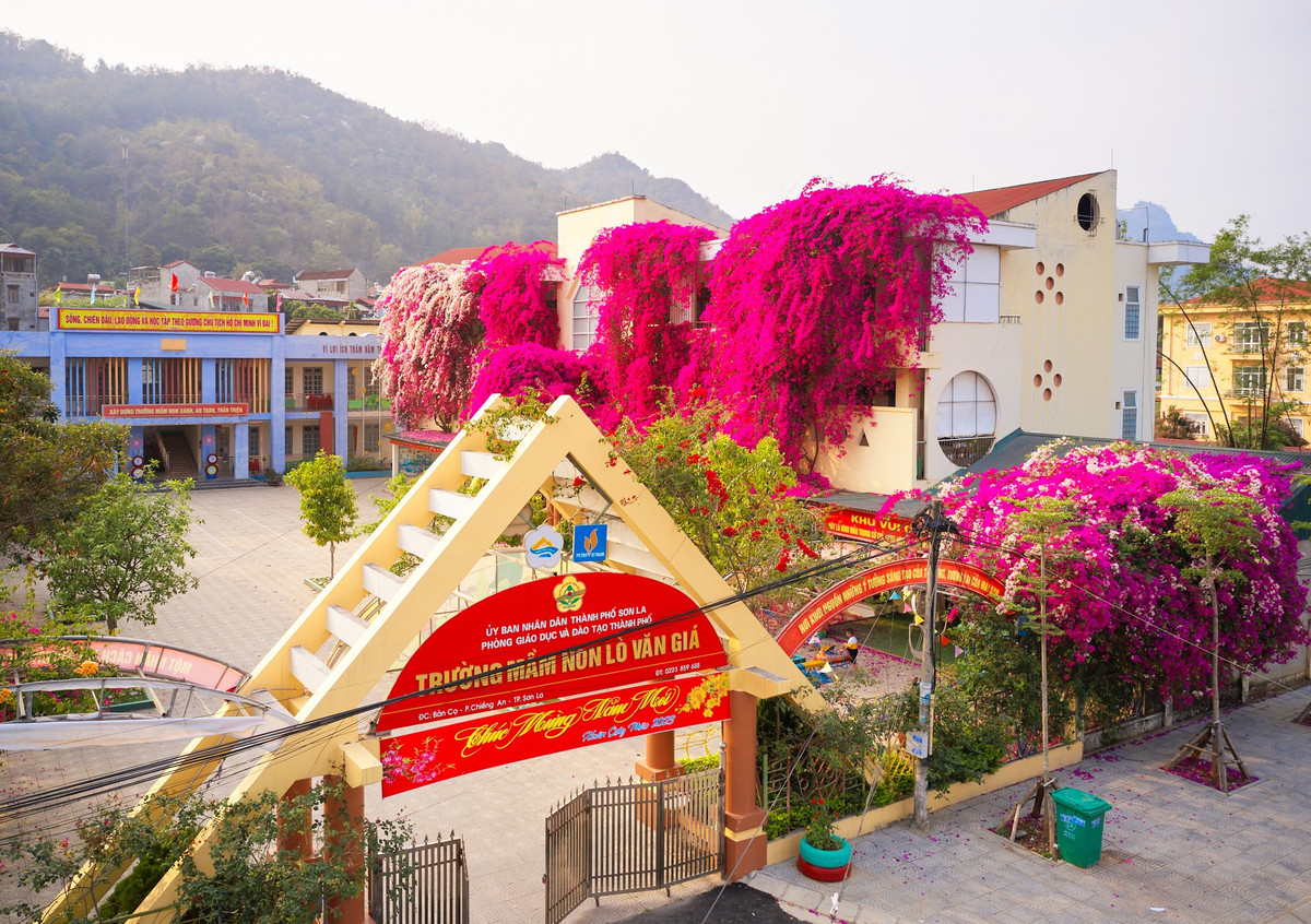 Những ngày gần đây, ảnh chụp giàn hoa giấy siêu khủng nở rực rỡ tại Trường Mầm non Lò Văn Giá, TP Sơn La, tỉnh Sơn La, đã thu hút sự quan tâm của nhiều người.
