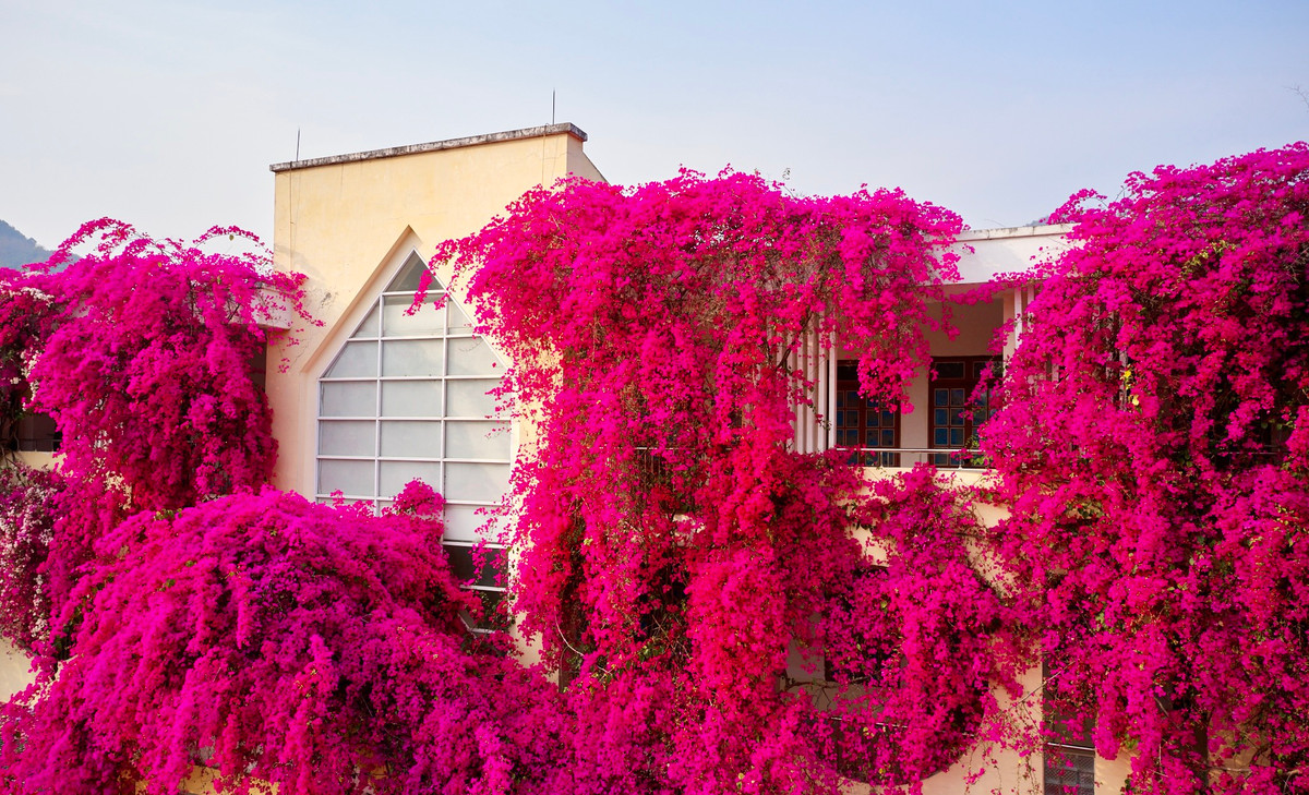 Hoa giấy là loài cây dễ trồng, hoa đẹp và tốn ít công chăm sóc. Khi gặp khí hậu nóng ẩm, nhiều ánh sáng, hoa sẽ nở đồng loạt, có thể nhuộm hồng, đỏ rực rỡ cả một vùng trời.