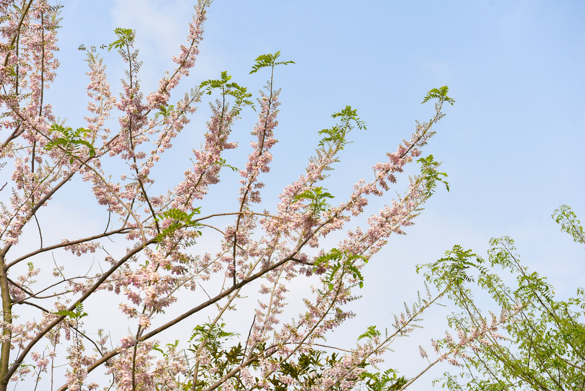 Đỗ mai là cây thuộc họ đậu và còn có nhiều tên gọi khác như điệp anh đào, hồng mai, đào đậu, đậu anh đào, anh đào giả. Sở dĩ gọi đỗ mai vì cây có quả giống đậu (đỗ) dài từ 5-10 cm.