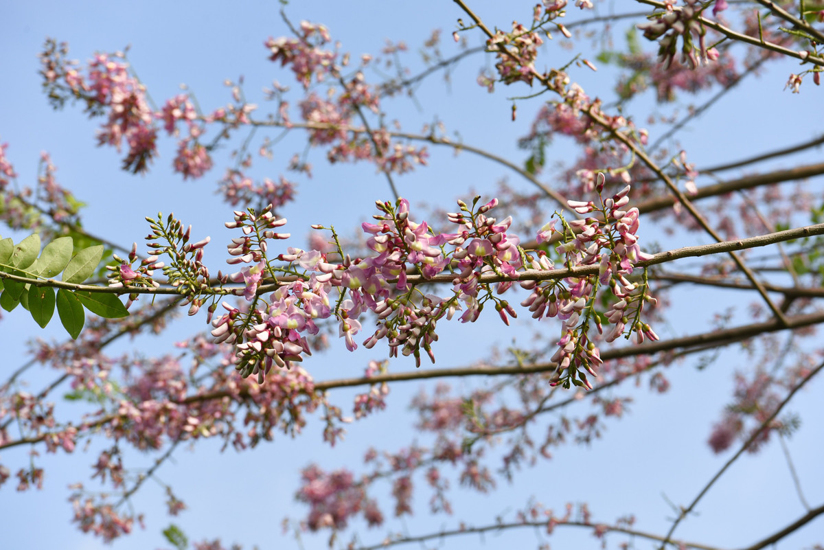 Nhiều người nói, nhìn hoa đỗ mai nở rộ lại liên tưởng tới hoa anh đào, bởi sắc hoa cũng hồng dịu như loài hoa ấy.