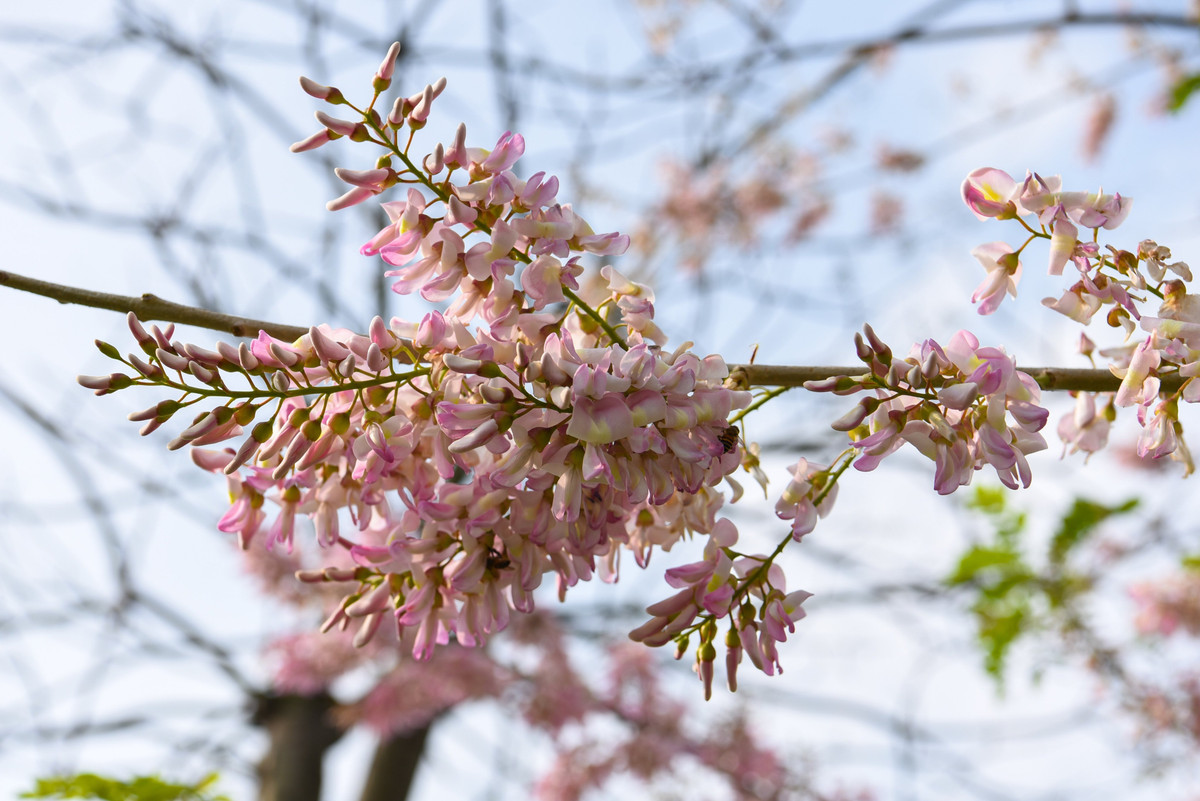 Hoa đỗ mai có mùi hương nhẹ, thanh thoát, khi nở tạo thành chùm mang màu hồng phớt, đẹp "hút hồn" người yêu hoa.
