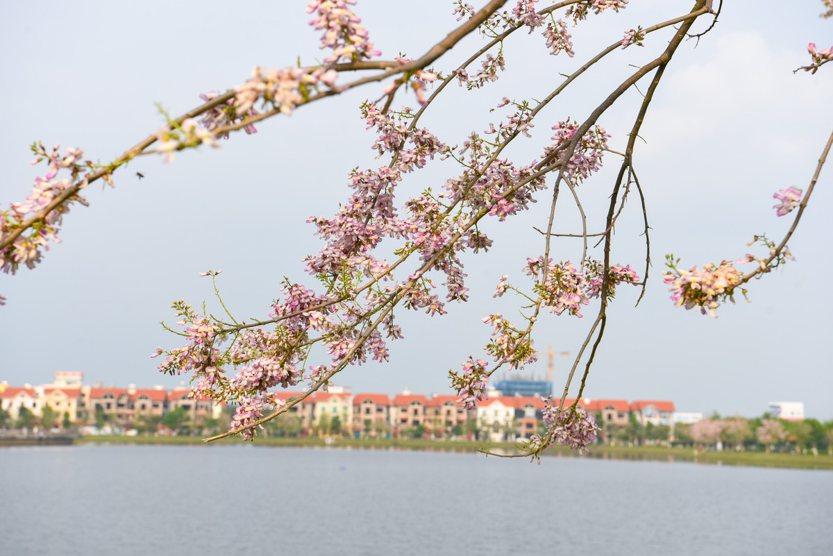 Ở nhiều nơi trên thế giới, người ta trồng cây đỗ mai làm băng xanh cản lửa, chắn gió và che bóng cho những cây nông nghiệp dài ngày như ca cao, cà phê, chè...