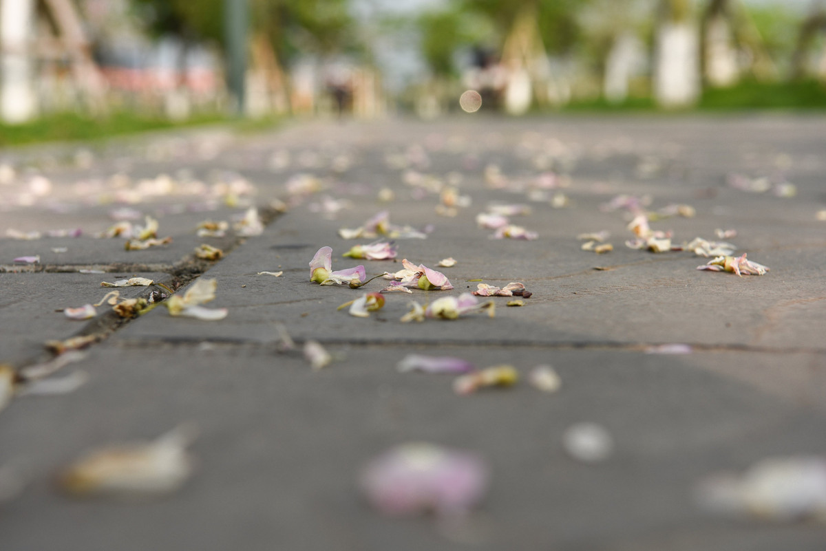 Đỗ mai thường ra hoa vào mùa xuân, chỉ nở trong thời gian ngắn rồi nhanh chóng lụi tàn.