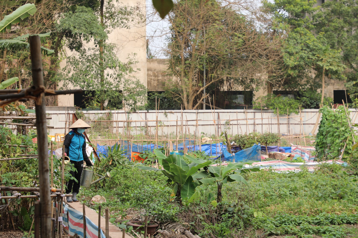 Các bãi đất trống trước nhà còn được người dân tận dụng để trồng rau, nuôi gà...