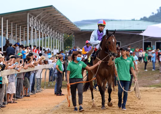 Nhung du an truong dua ngua trieu do tai Viet Nam-Hinh-9