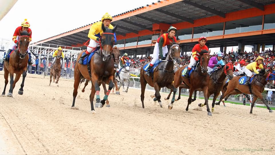 Nhung du an truong dua ngua trieu do tai Viet Nam-Hinh-15