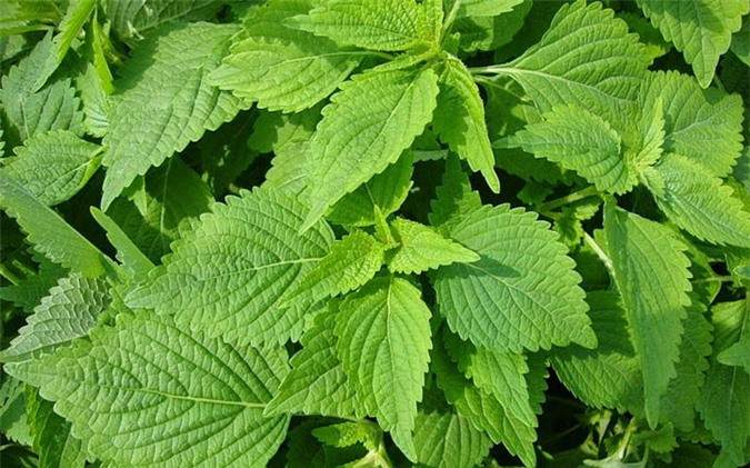 Kinh giới: Kinh giới vừa là rau gia vị vừa là cây thuốc dùng làm thuốc chữa bệnh thì lấy cả cây trừ rễ. Rau kinh giới có vị cay, tính ấm, không độc, có thể làm tan phong nhiệt, tăng sức đề kháng, giúp cơ thể chống lại sự xâm nhập của vi khuẩn.