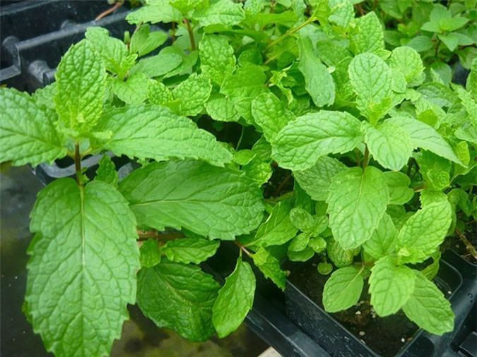 Bạc hà: Bạc hà thường liên quan đến các loại bánh ngọt, nó có đặc tính làm mát và thêm hương vị mát cho các món ăn. Bên cạnh đó, loại rau gia vị này có tác dụng kích thích quá trình tiêu hóa và chữa chứng chán ăn ở nhiều người.