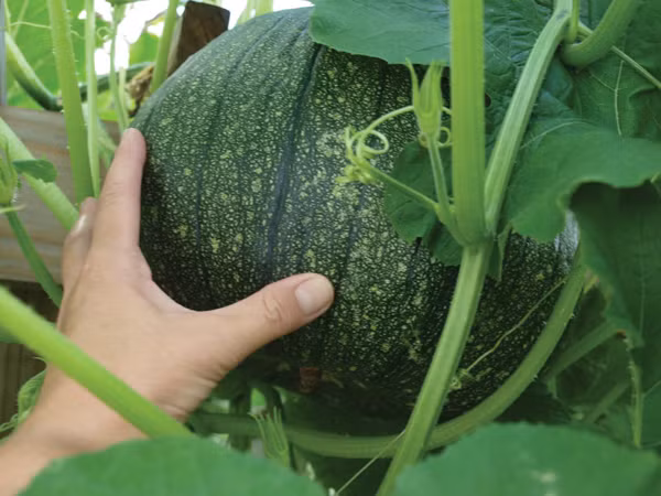 Lam dep toc bang bai thuoc y hoc co truyen-Hinh-2