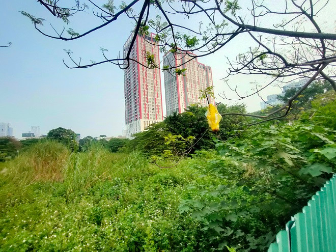 Sau nhiều năm bỏ hoang, dự án này cỏ dại mọc đầy không chỉ ảnh hưởng đến mỹ quan thành phố, mà đất đai đang bị lãng phí.