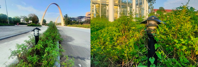 Hệ thống đèn chiếu sáng trong công viên bị hư hỏng, nứt vỡ. 