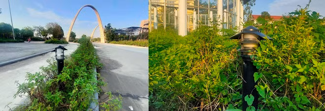 Hệ thống đèn chiếu sáng trong công viên bị hư hỏng, nứt vỡ. 