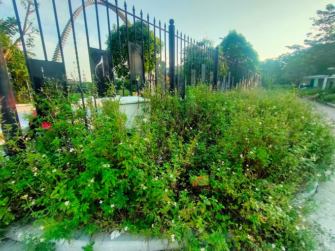 Tủ điện bị cỏ dại phủ kín. 