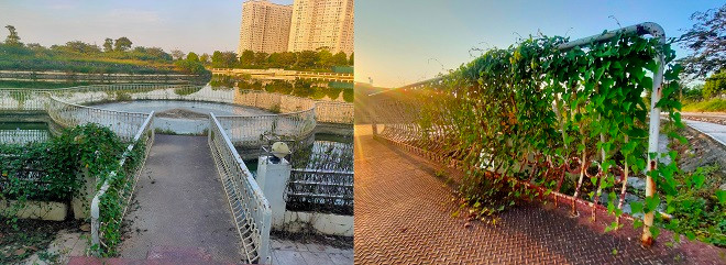 Hàng rào bên hồ bị bong tróc, rỉ sét, dây leo quấn kín. 