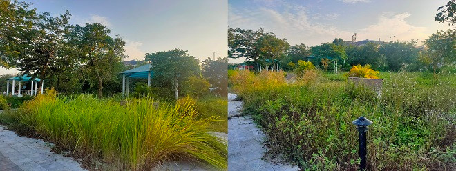 Nhiều hạng mục trong công viên bị cỏ mọc bao trùm do lâu ngày không được dọn dẹp, cắt tỉa thường xuyên. 