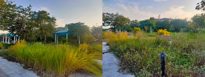 Nhiều hạng mục trong công viên bị cỏ mọc bao trùm do lâu ngày không được dọn dẹp, cắt tỉa thường xuyên. 