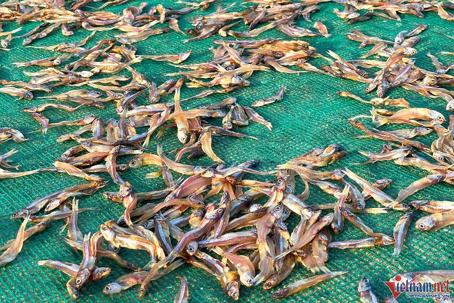 Mùa cá cơm trên đảo Thanh Lân, mỗi ngày thu hàng chục triệu đồng - Hình 6 Mua ca com tren dao Thanh Lan, moi ngay thu hang chuc trieu dong-Hinh-6