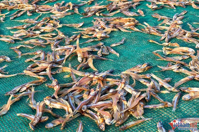 Mua ca com tren dao Thanh Lan, moi ngay thu hang chuc trieu dong-Hinh-6